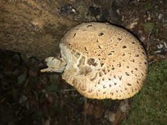 Cerioporus squamosus