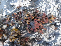 Fucus guiryi