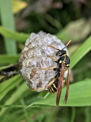 Polistes chinensis