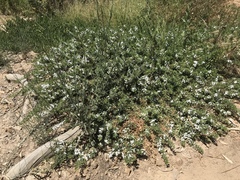 Myoporum parvifolium