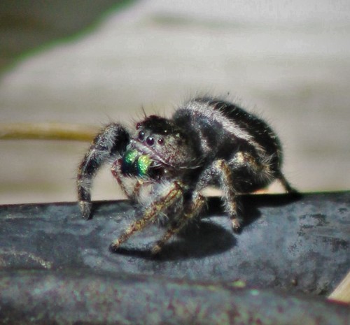 Bold Jumping Spider photographed in New Mexico