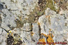 Podarcis muralis colosii