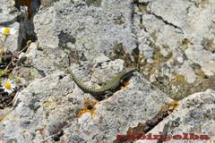 Podarcis muralis colosii