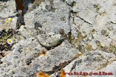 Podarcis muralis colosii