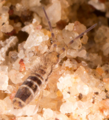 Orchesella hexfasciata