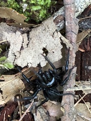 Sphodros niger