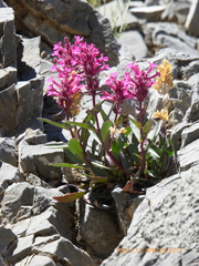 Penstemon calcareus