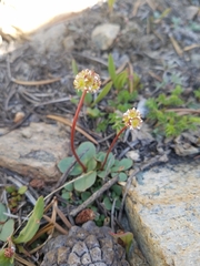 Micranthes aprica
