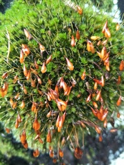 Leptostomum inclinans