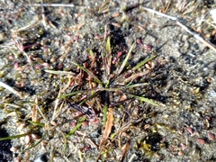 Plantago triandra