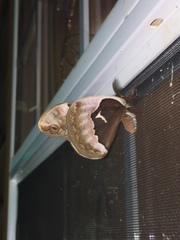 Callosamia angulifera