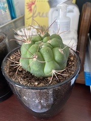 Gymnocalycium