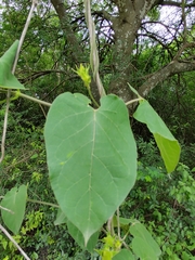 Gonolobus erianthus