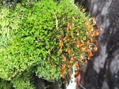 Leptostomum inclinans