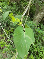 Gonolobus erianthus