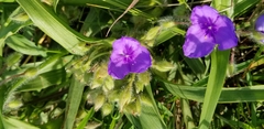 Tradescantia tharpii