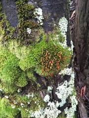 Leptostomum inclinans