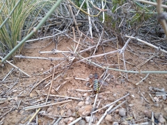 Opomydas townsendi