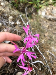 Clarkia concinna concinna