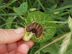 Aristolochia fimbriata