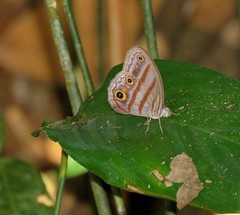 Magneuptychia analis