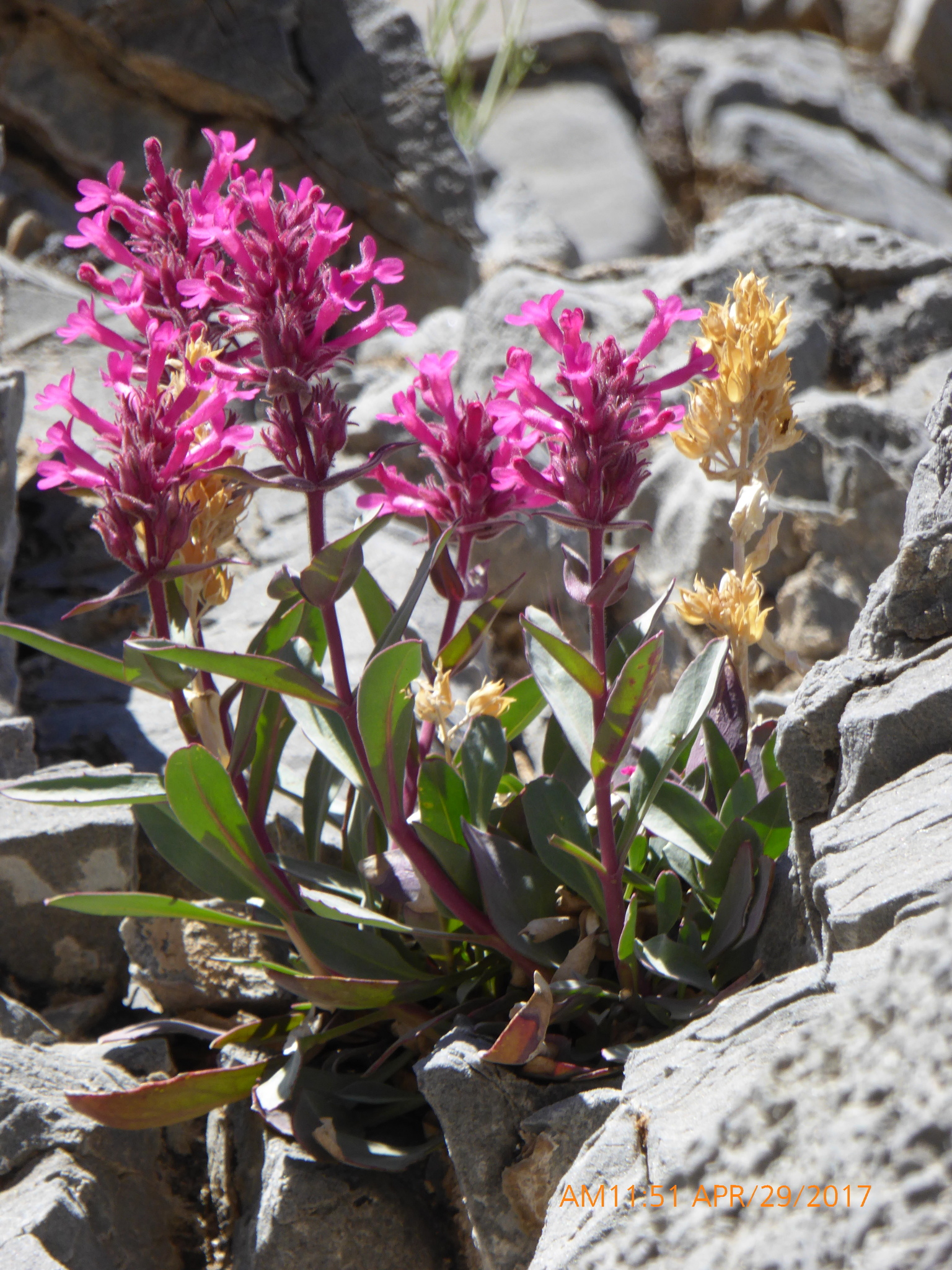 Penstemon calcareus