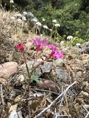 Clarkia concinna concinna