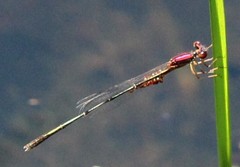 Enallagma dubium