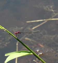 Enallagma dubium
