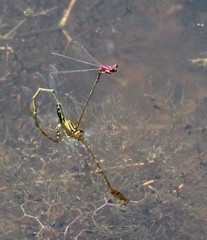 Enallagma dubium