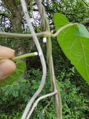 Gonolobus erianthus
