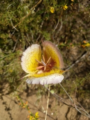 Calochortus weedii intermedius
