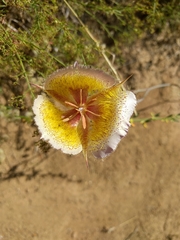 Calochortus weedii intermedius