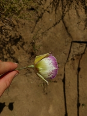 Calochortus weedii intermedius