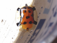 Aspidimorpha westwoodi