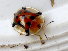 Aspidimorpha westwoodi