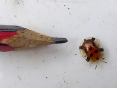 Aspidimorpha westwoodi