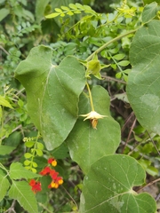 Gonolobus erianthus