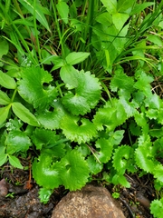 Micranthes odontoloma