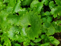 Micranthes odontoloma