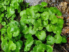 Micranthes odontoloma