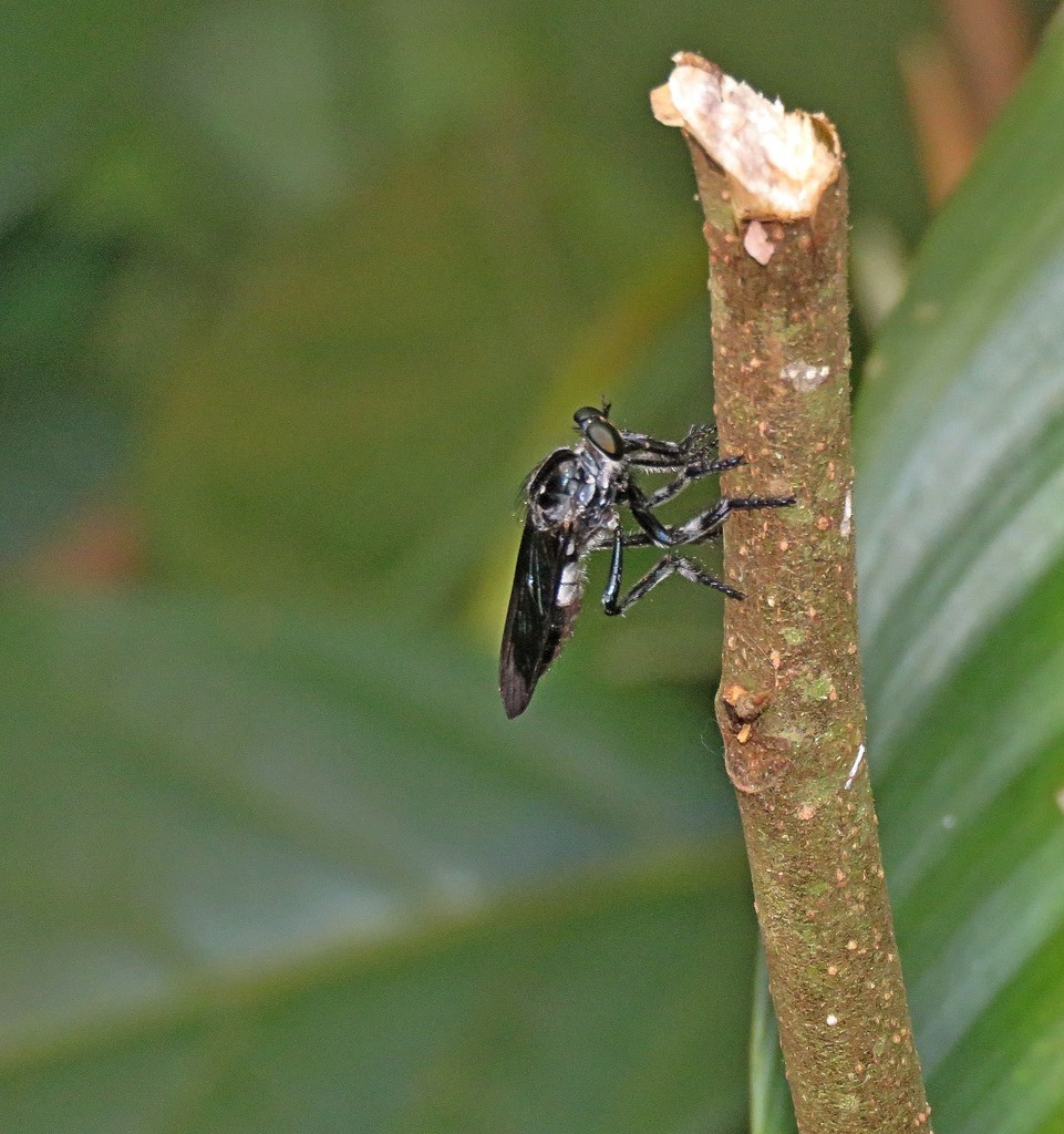 Anarmostus iopterus