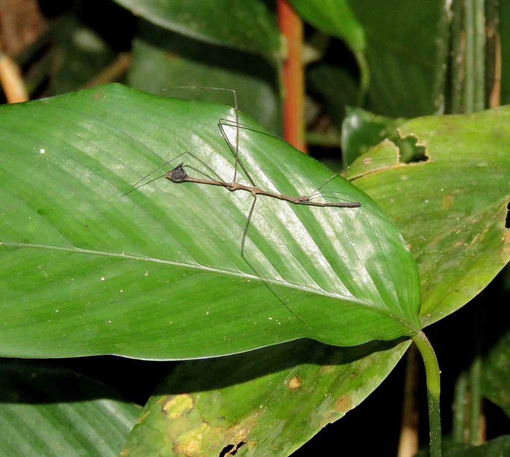 Ghilianella mirabilis