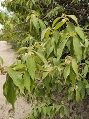 Callicarpa acuminata