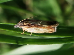 Eucosma umbrastriana