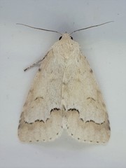 Acronicta innotata