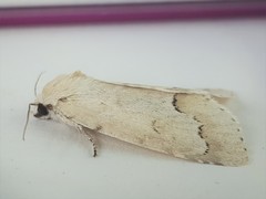 Acronicta innotata