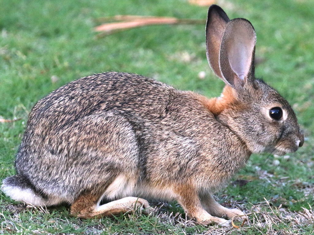 Desert Cottontail (Sylvilagus audubonii)