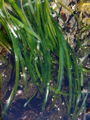 Phyllospadix serrulatus