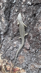 Elgaria coerulea palmeri